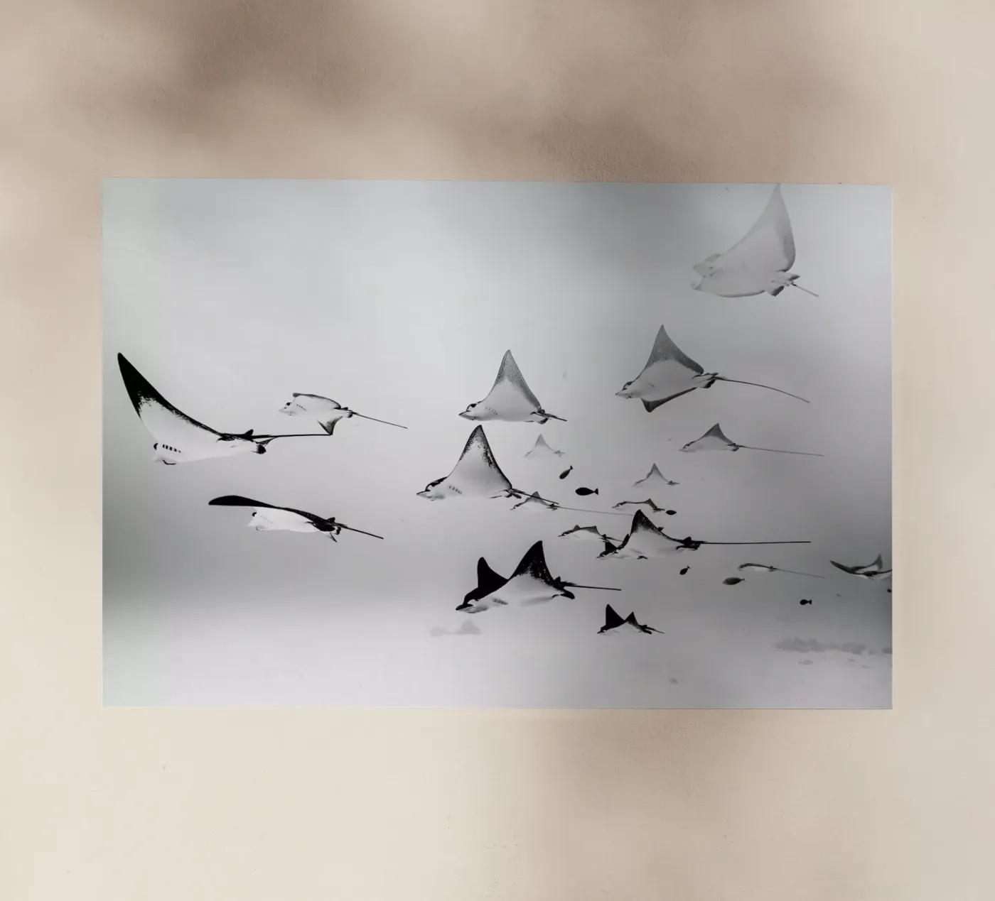 Rays Backlit Folie von EyeEm Mobile GmbH