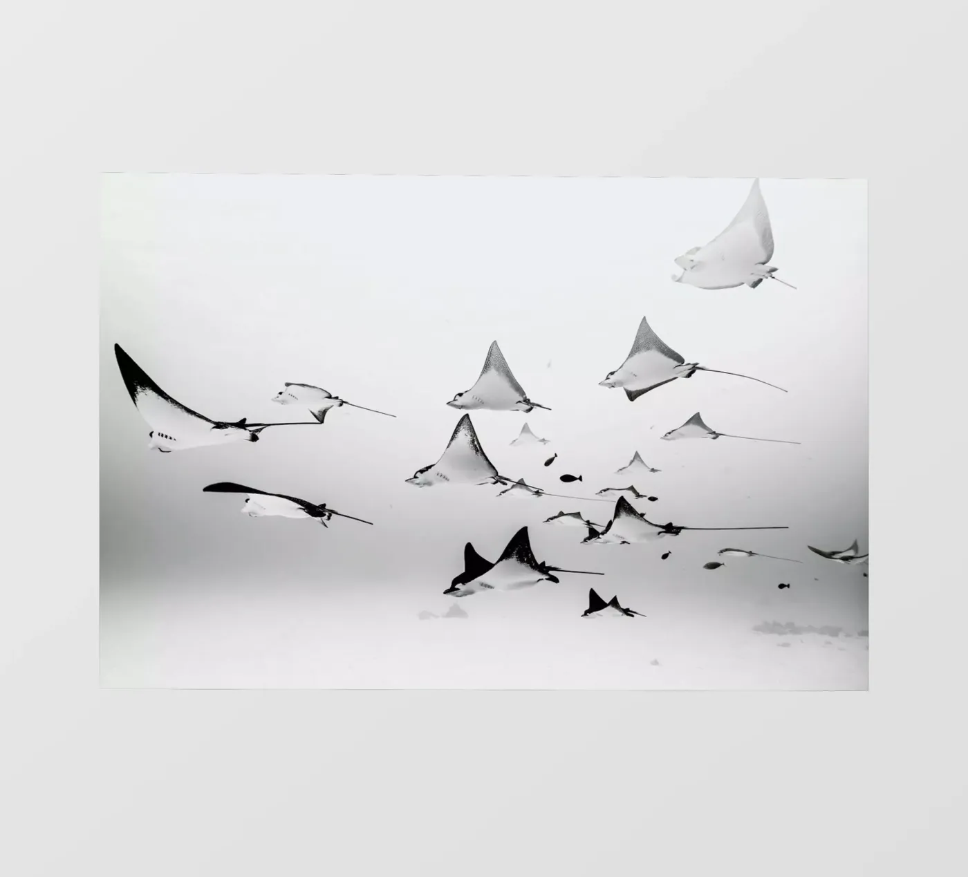 Rays Backlit Folie von EyeEm Mobile GmbH