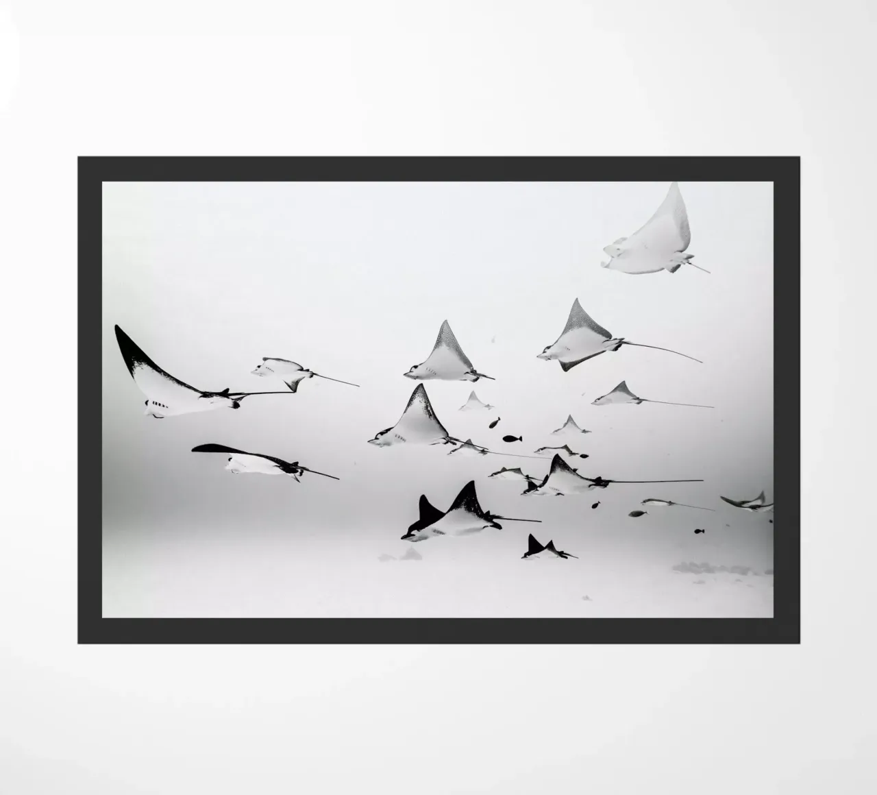 Rays zerbino da EyeEm Mobile GmbH