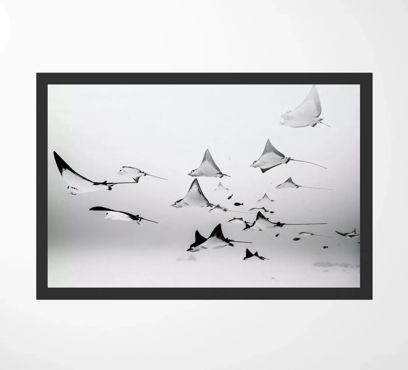 Rays zerbino da EyeEm Mobile GmbH