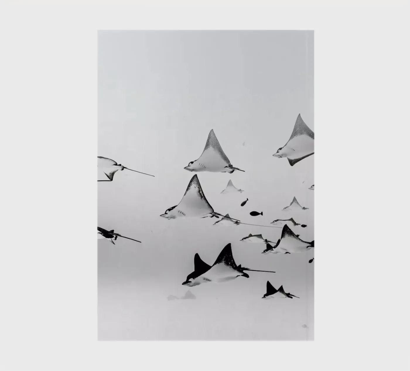 Rays notebook by EyeEm Mobile GmbH