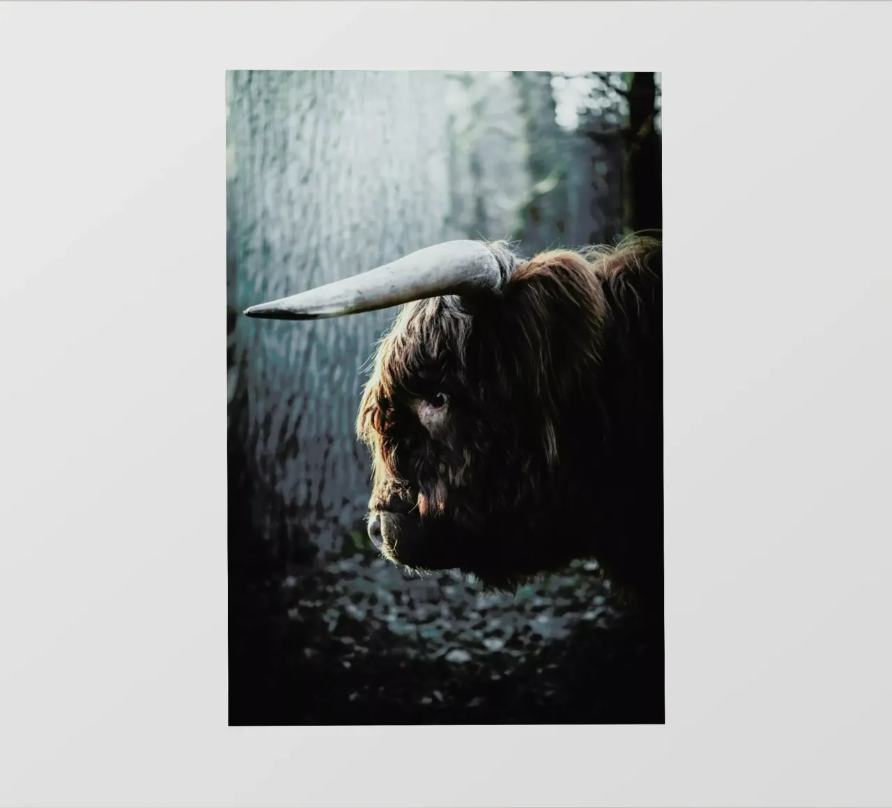 Highland in Woods pellicola backlit da Natural Kingdom