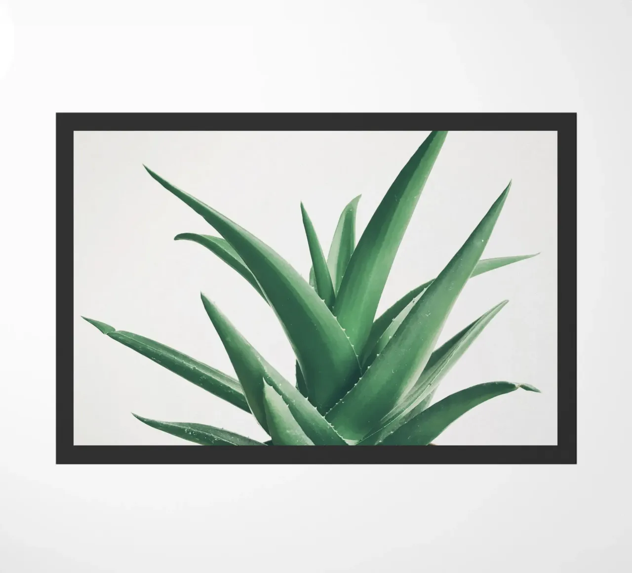 Foglie zerbino da Cassia Beck Photography