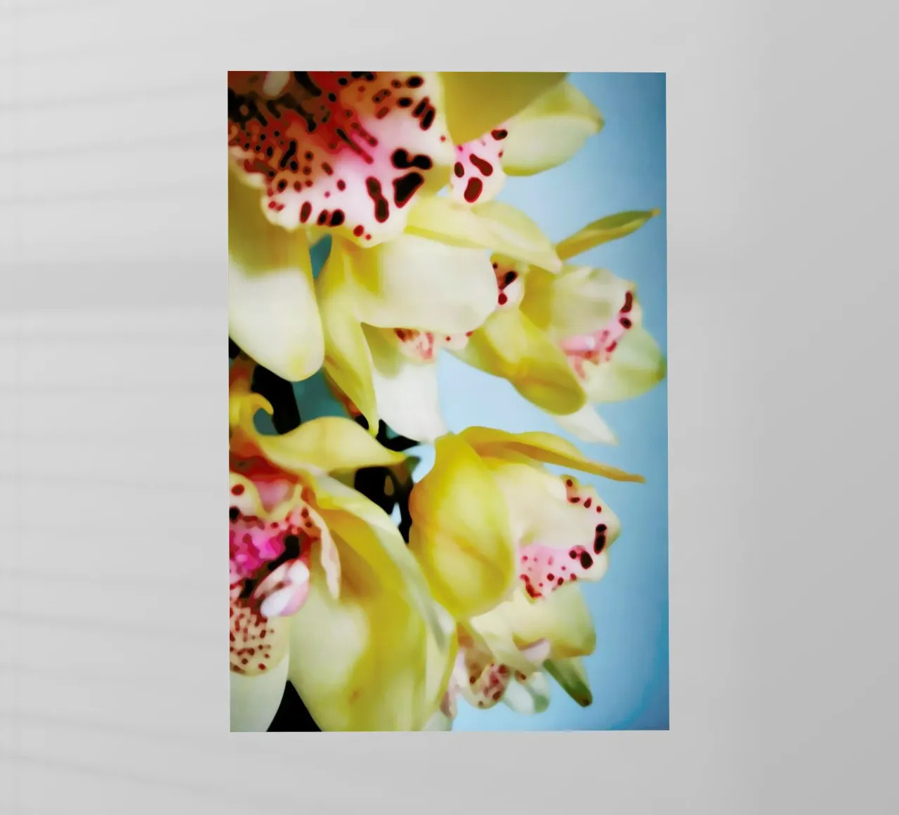 Orchids 9 pellicola backlit da Angelo Cerantola