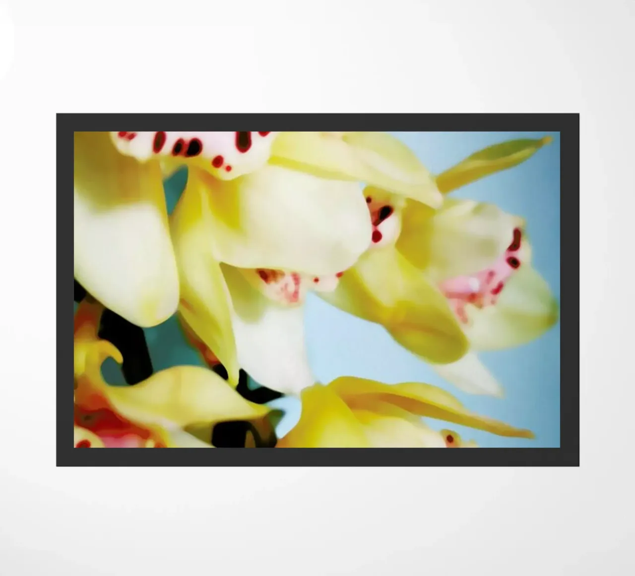 Orchids 9 zerbino da Angelo Cerantola