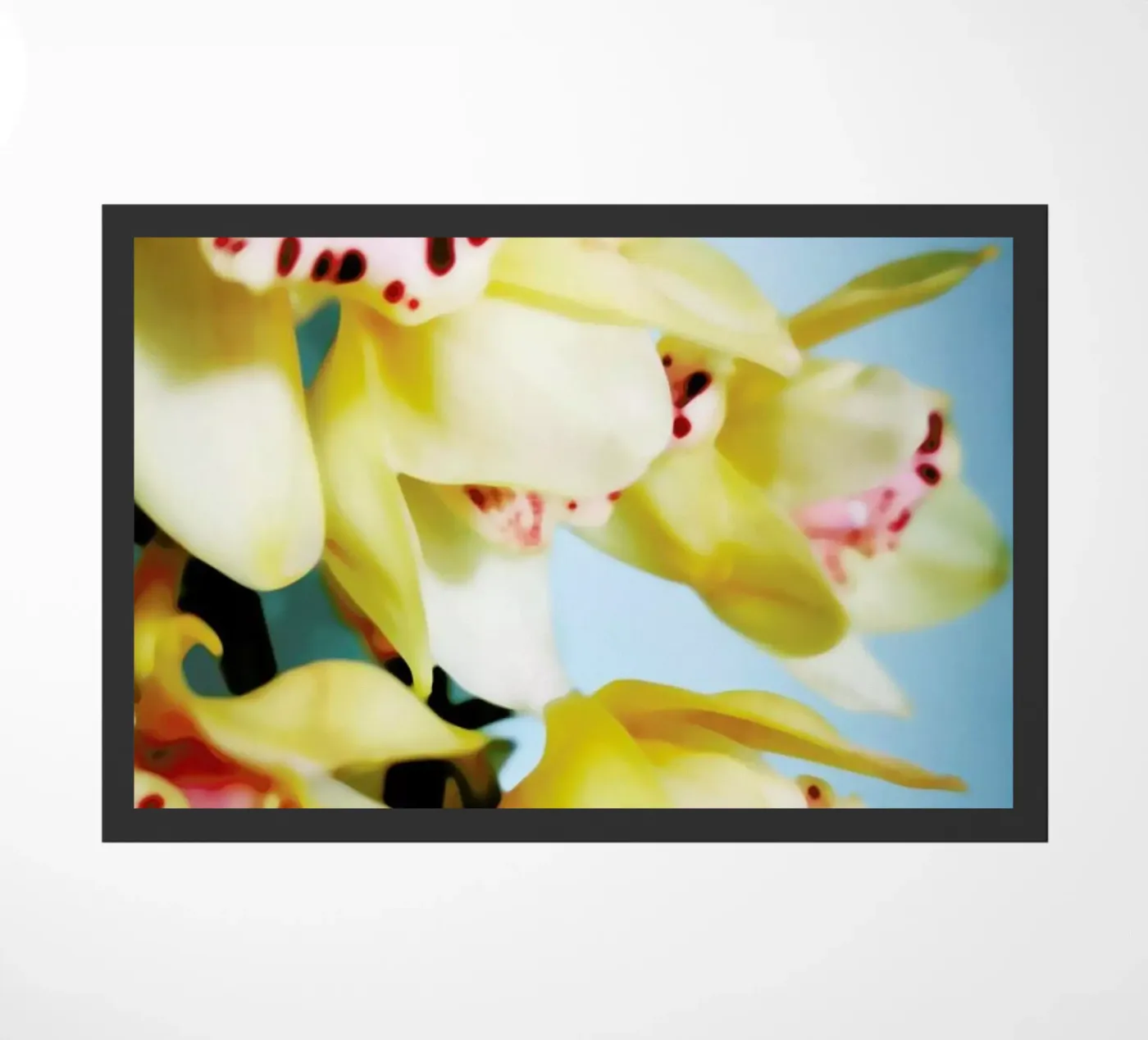 Orchids 9 zerbino da Angelo Cerantola