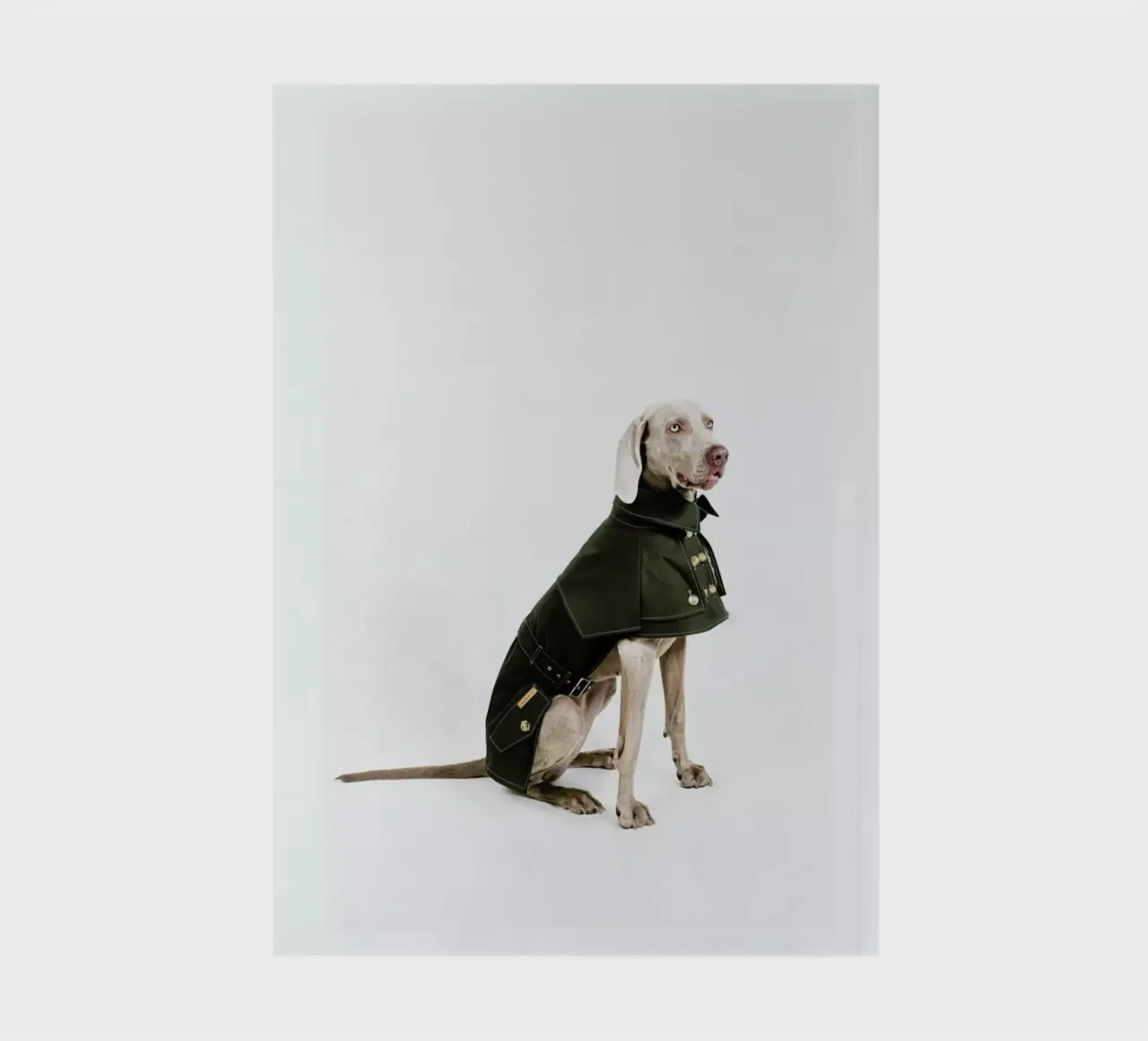 The Tailwaggers 2-2 notebook by Paul Aidan Perry
