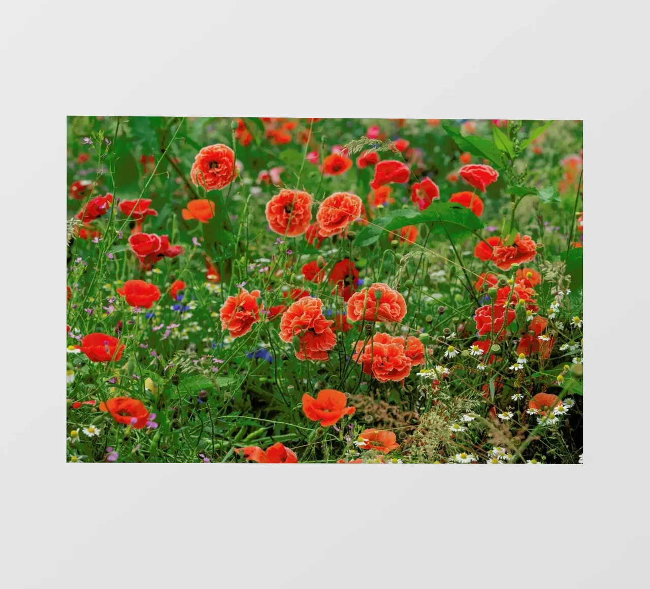 Romantic Red Poppies telo in pvc da Curious Collections by Marielle Leenders