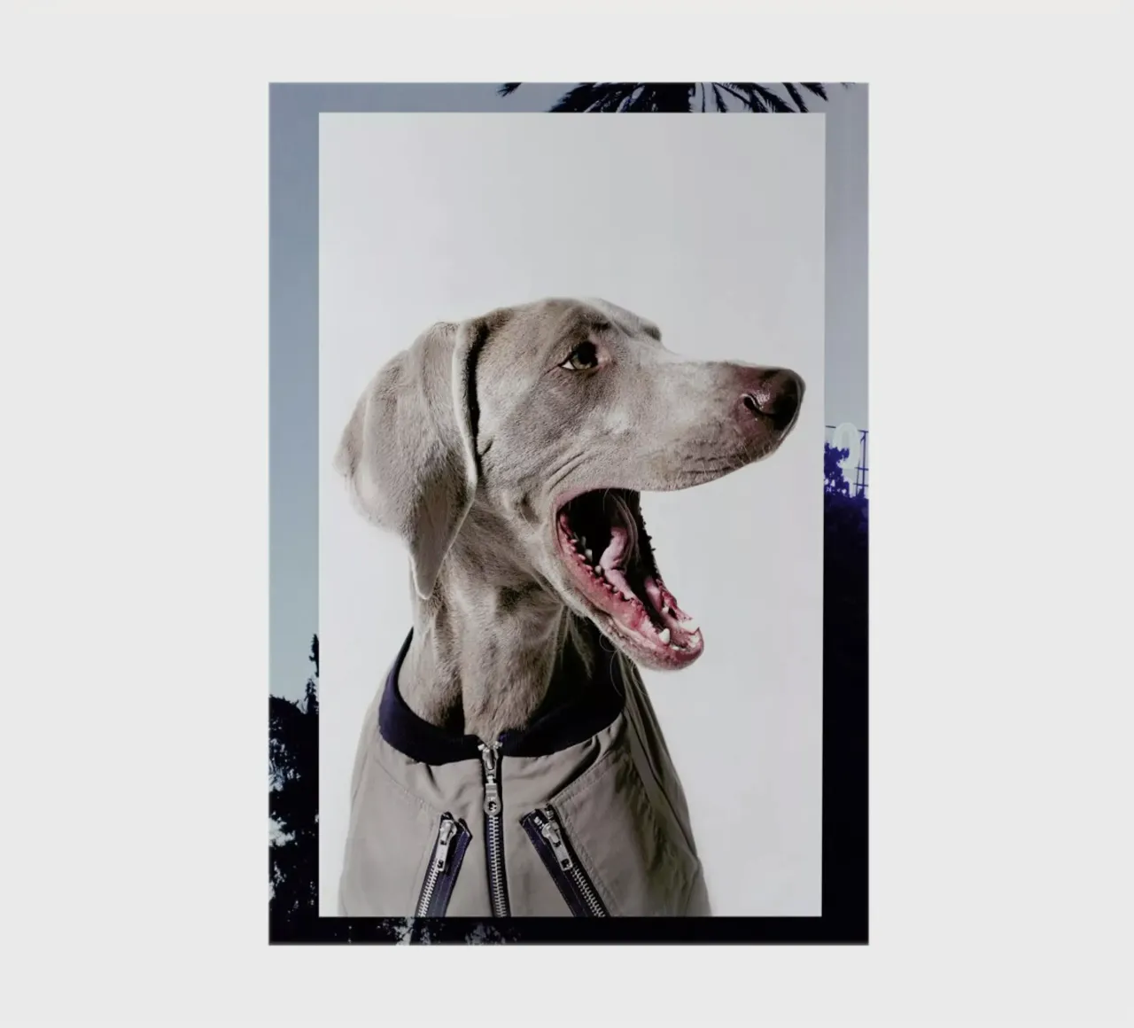 The Tailwaggers 6-3 notebook by Paul Aidan Perry