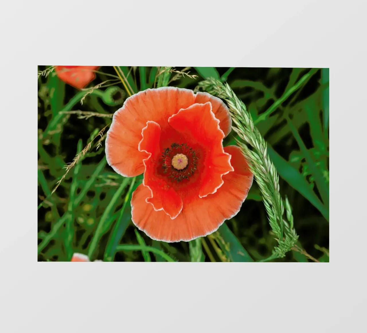 Red/White Poppie pellicola backlit da Curious Collections by Marielle Leenders