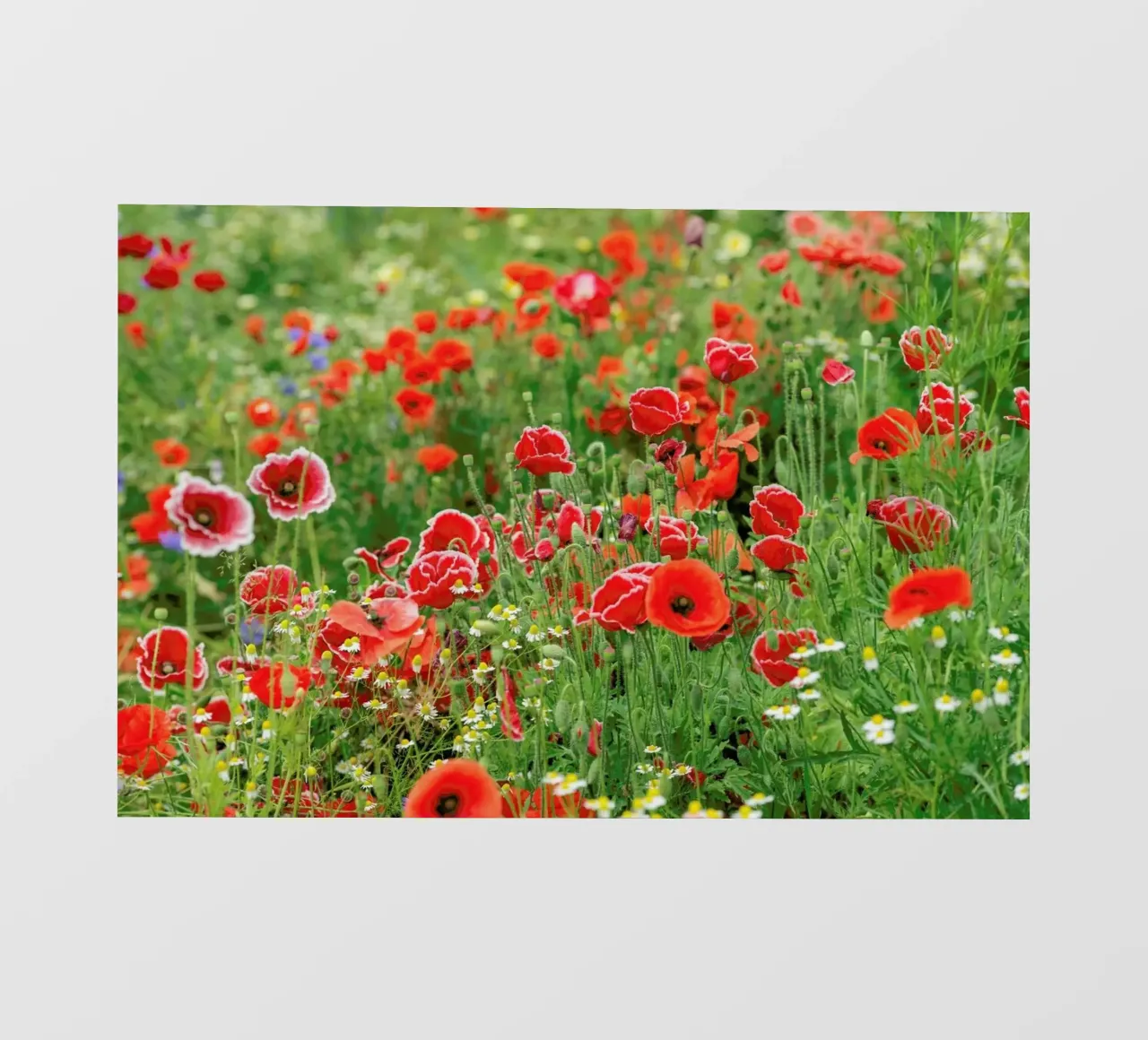 Mixed Red Poppyfield pellicola backlit da Curious Collections by Marielle Leenders