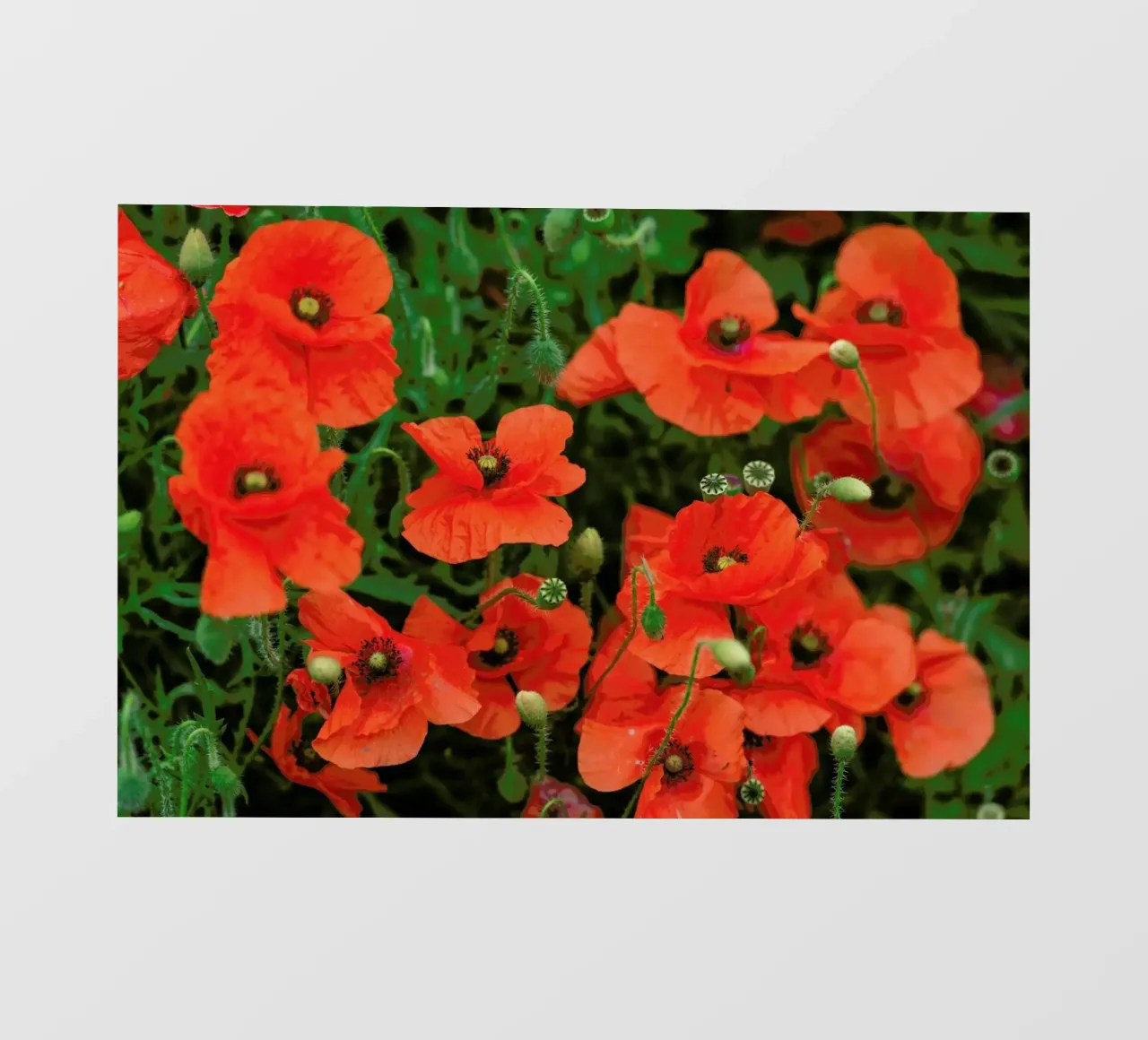 Red poppies pellicola backlit da Curious Collections by Marielle Leenders
