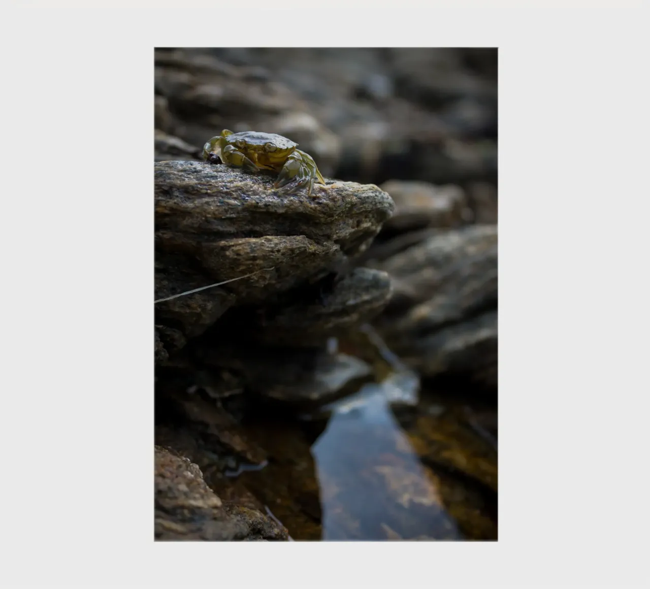 A crab on the foreshore! notebook by MiniClic