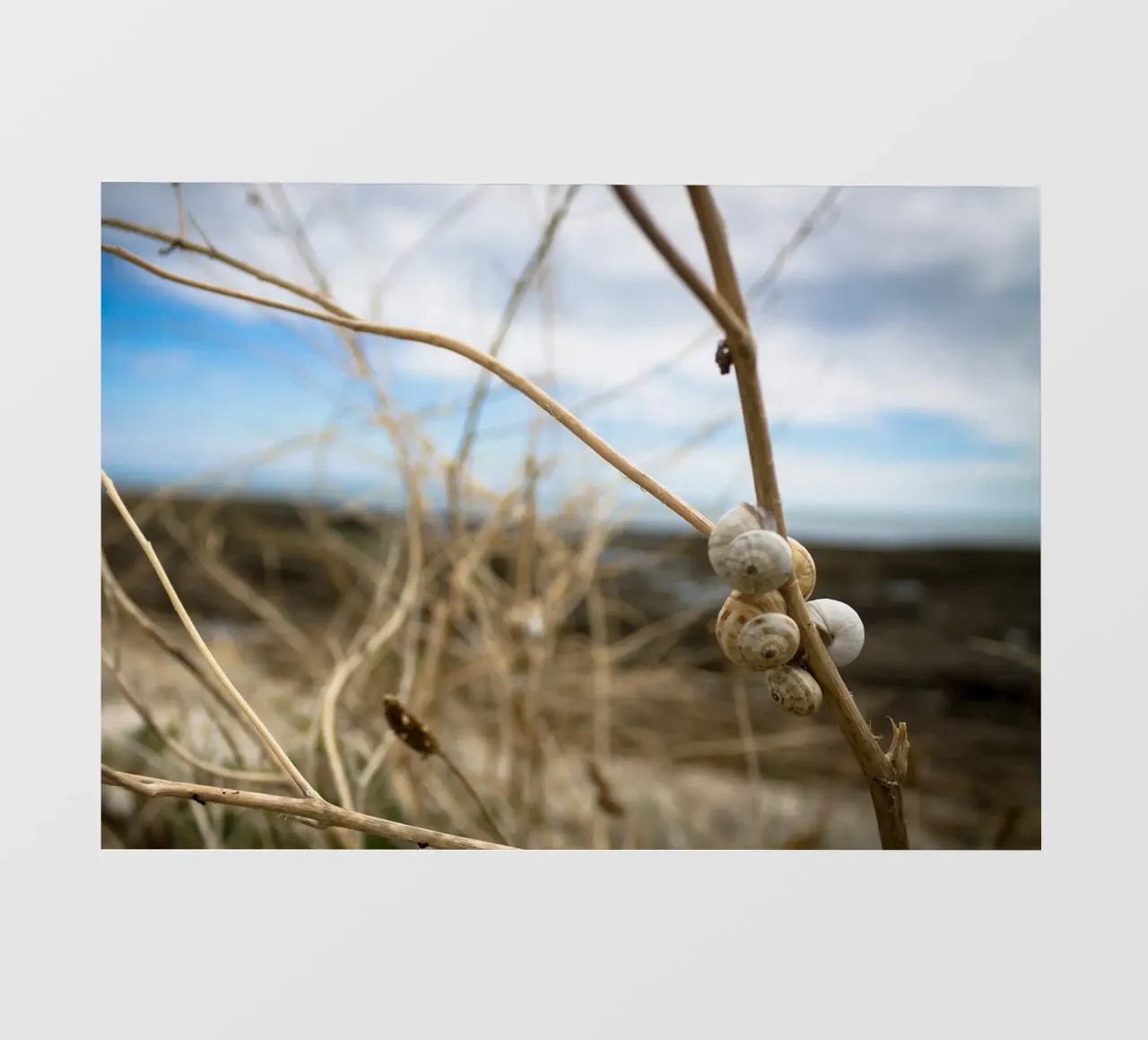 Conchiglie da spiaggia pellicola backlit da MiniClic