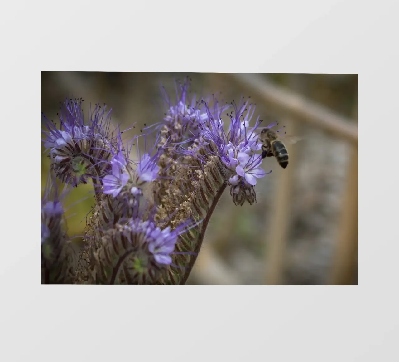 Lavendelgarten und Biene Fototapete von MiniClic