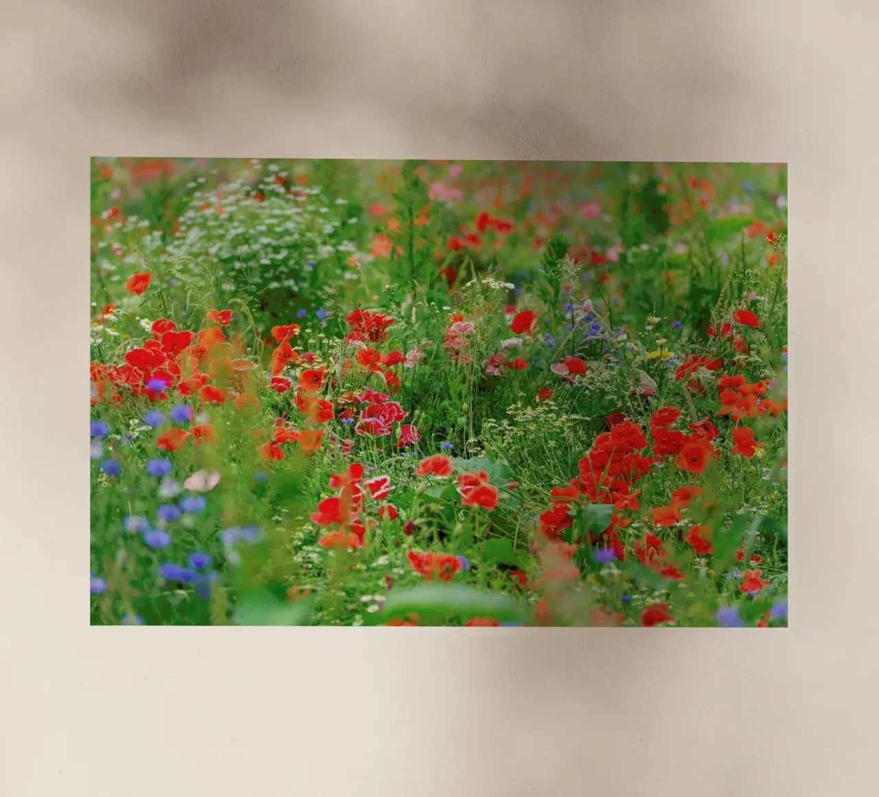Wild Poppy Field backlit film by Curious Collections by Marielle Leenders