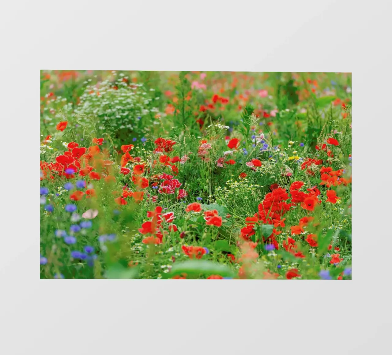 Wild Poppy Field backlit film by Curious Collections by Marielle Leenders
