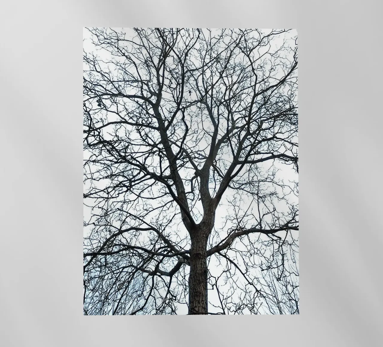 Alberi secchi pellicola backlit da rapunsell