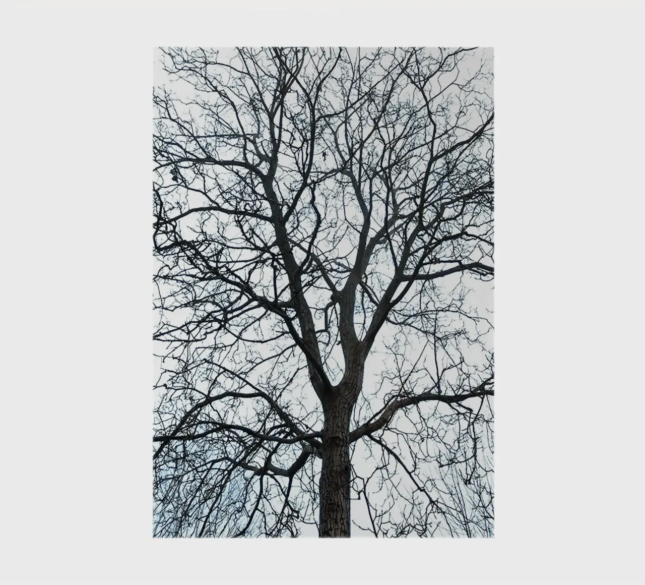 Dry Trees notebook by rapunsell