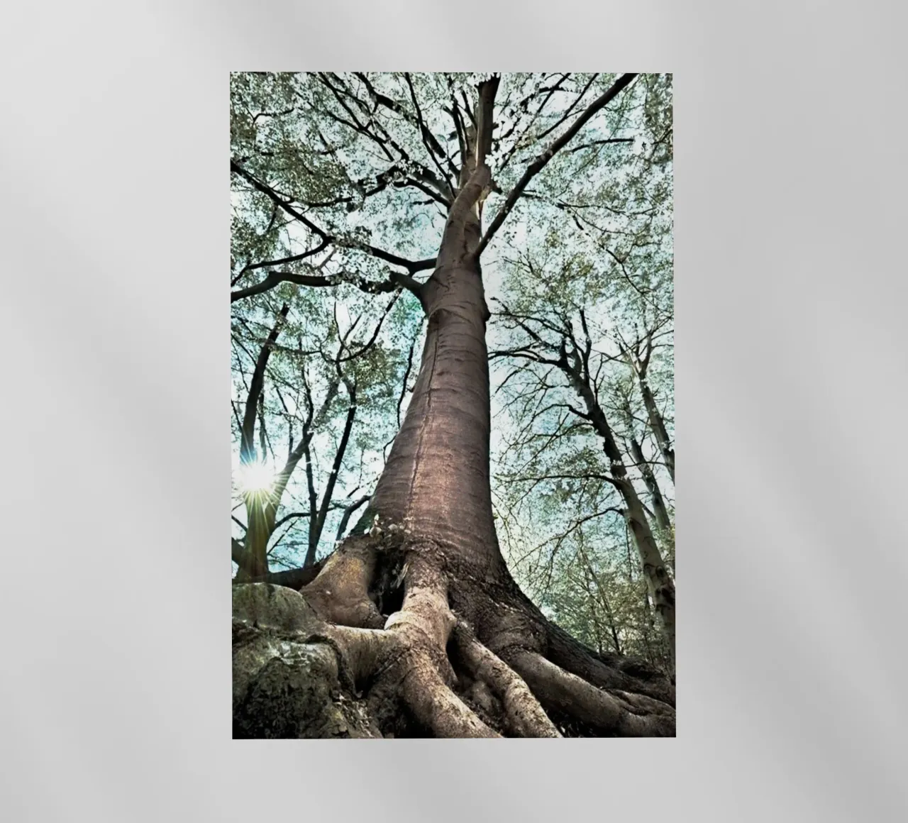 Albero della foresta pellicola backlit da rapunsell