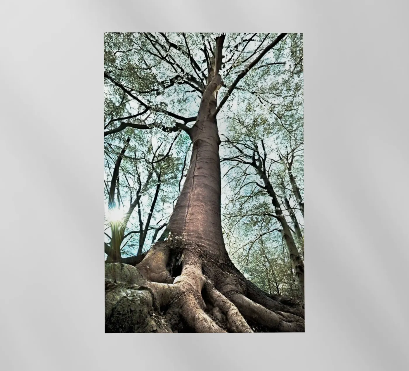 Forest Tree backlit film by rapunsell