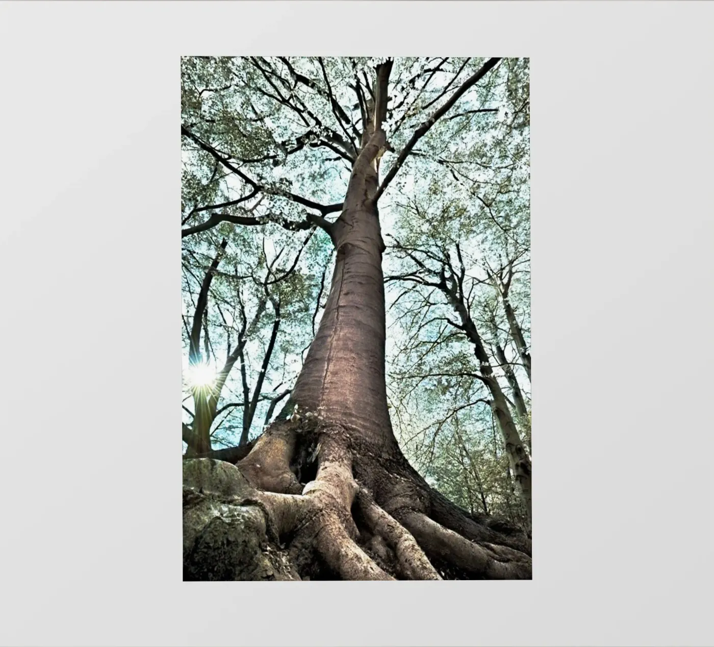Forest Tree carta da parati fotografica da rapunsell