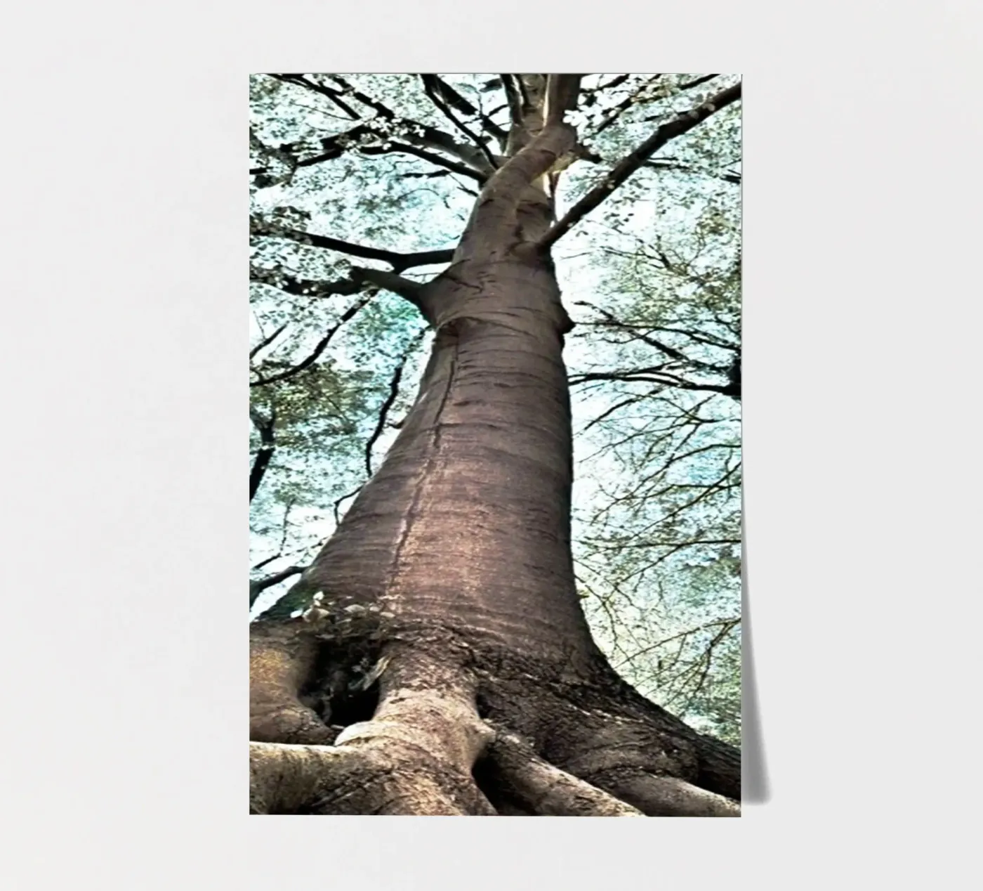 Arbre forestier planche autocollant de rapunsell