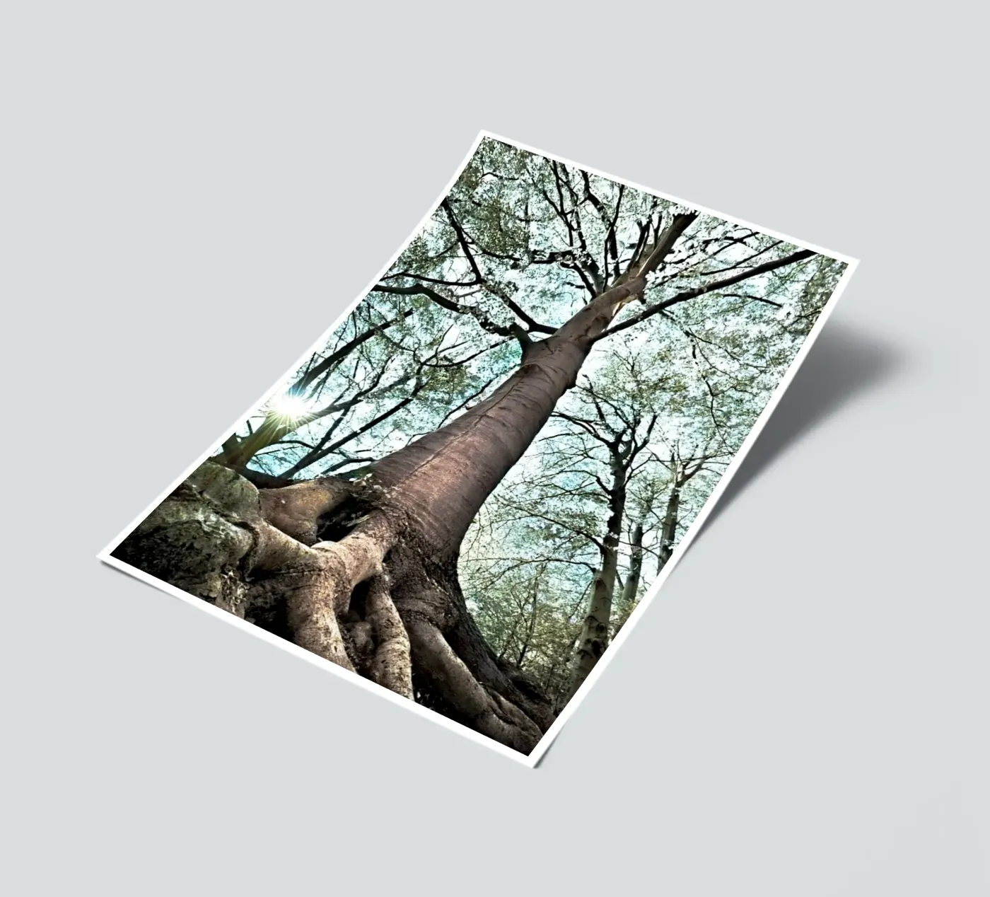 Arbre forestier planche autocollant de rapunsell