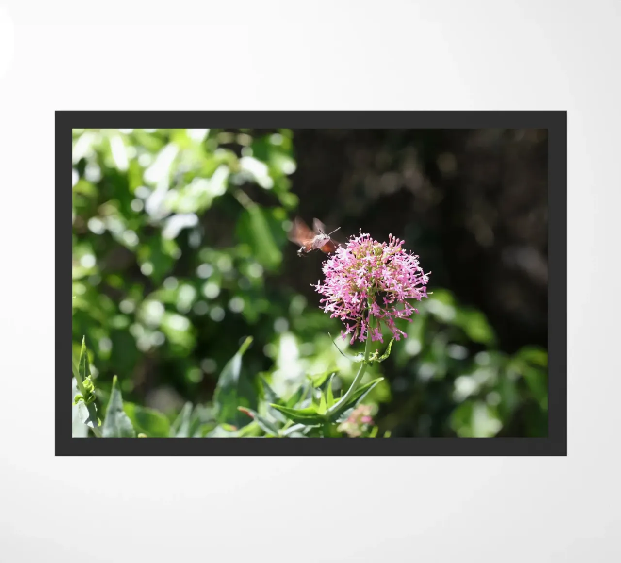 Il fiore e la farfalla zerbino da Alexandra Joseph Fotomomente