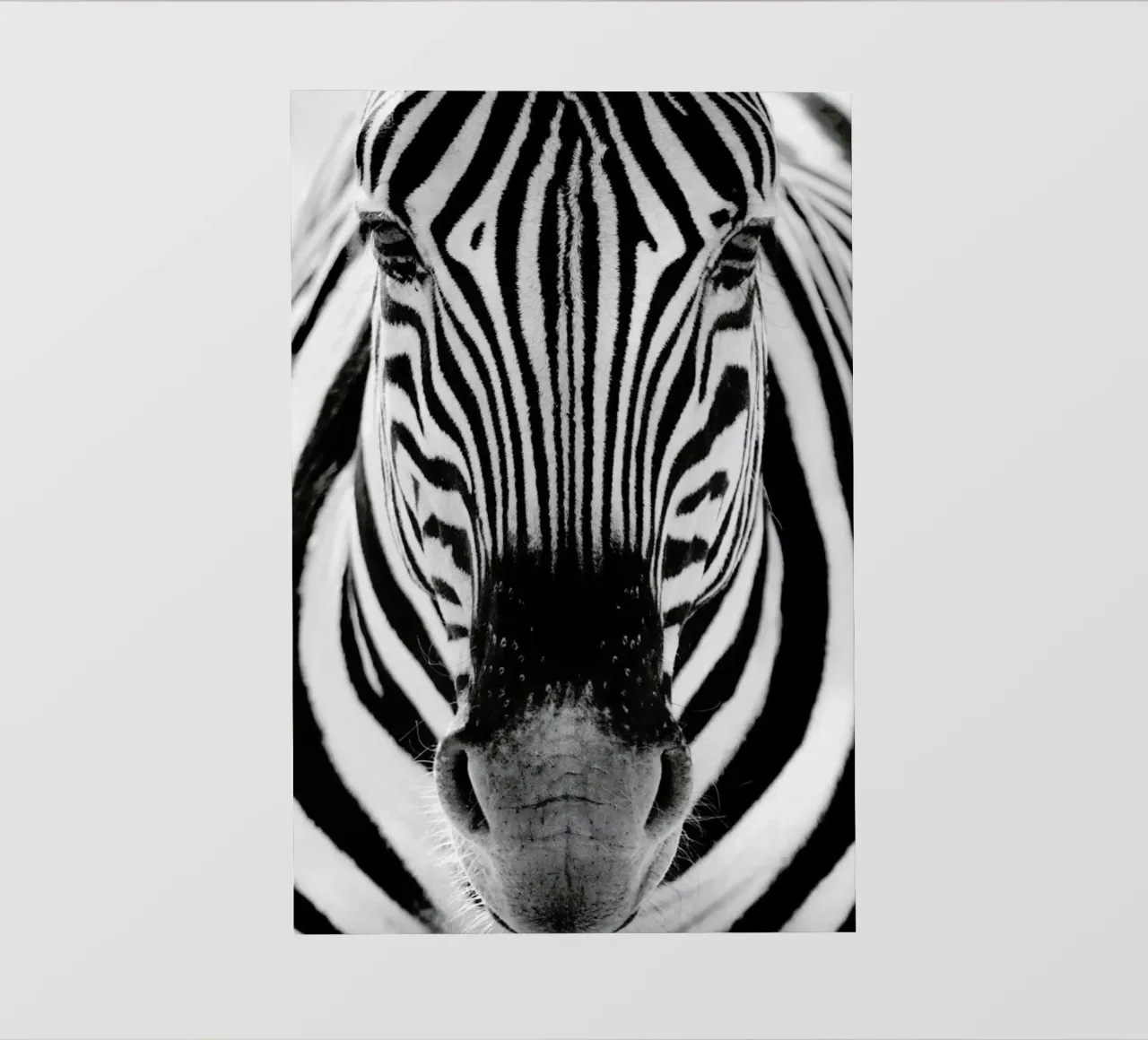 Zebra, Etosha National Park pellicola backlit da EyeEm Mobile GmbH