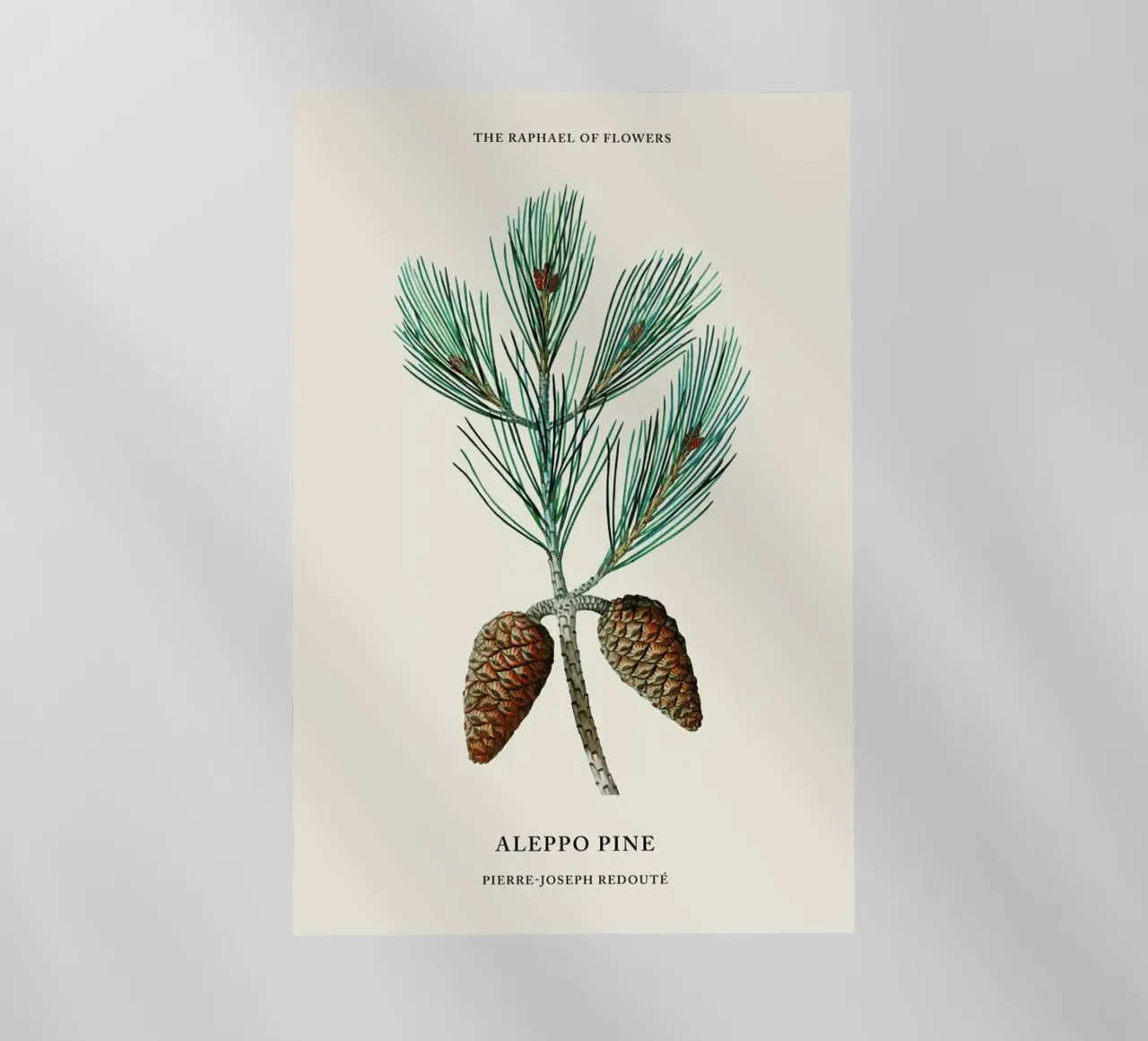 Pierre-Joseph Redouté - Aleppo Pine pellicola backlit da Vintage by JUNIQE