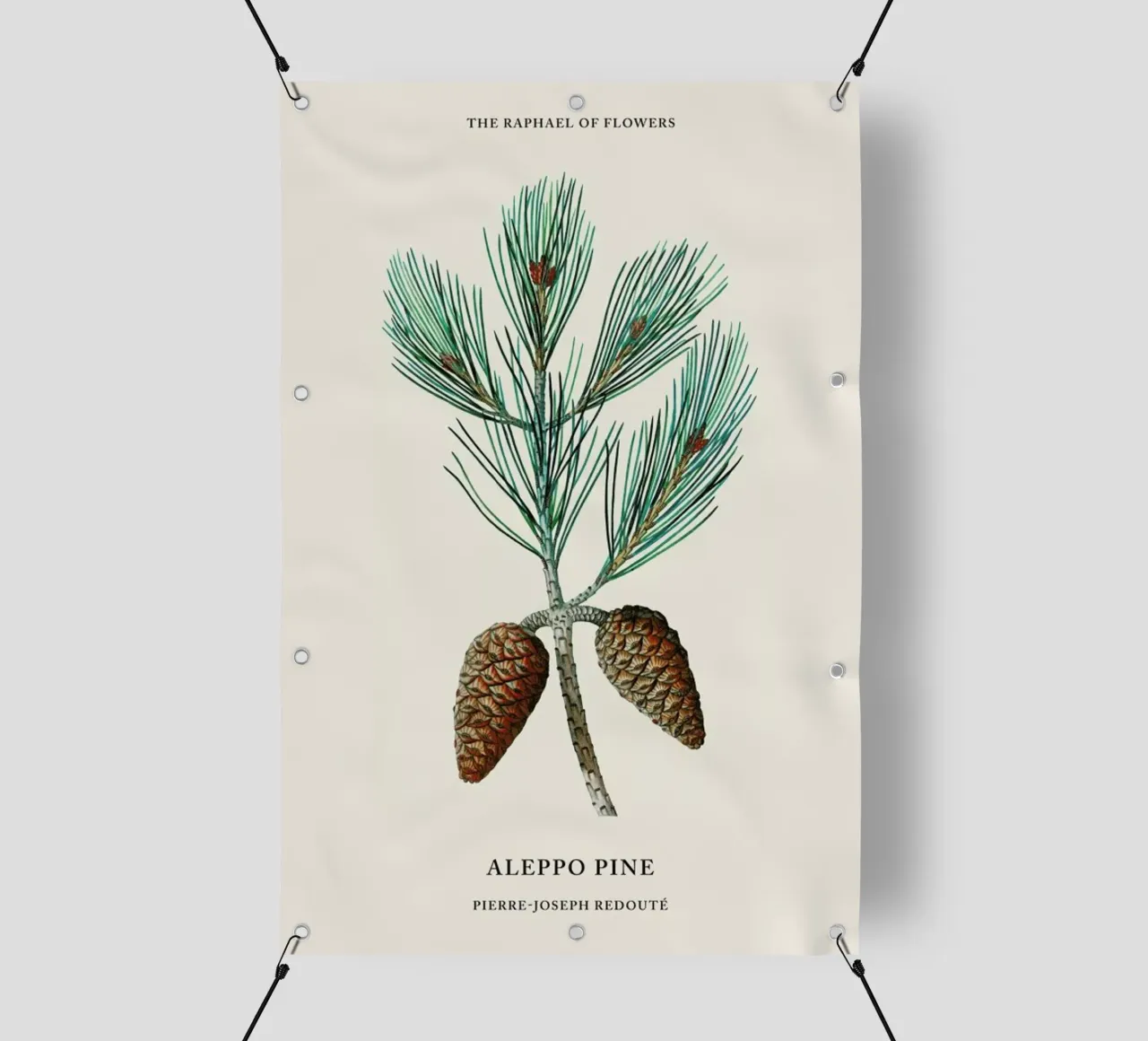 Pierre-Joseph Redouté - Aleppo Pine telo in pvc da Vintage by JUNIQE