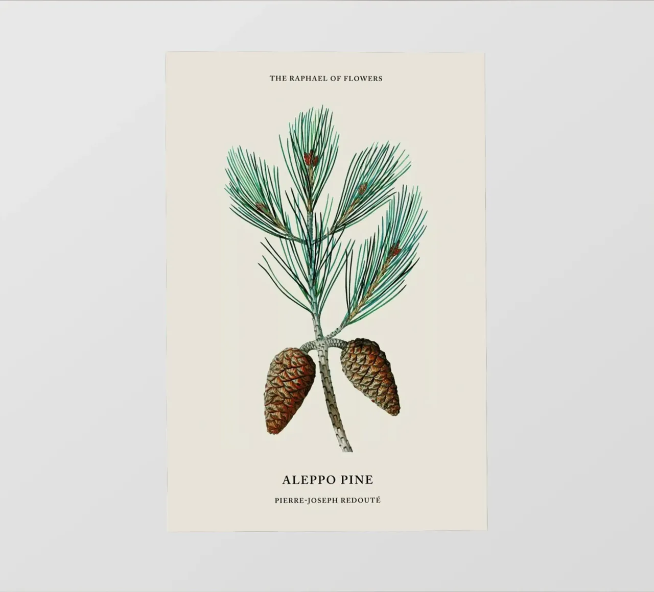 Pierre-Joseph Redouté - Aleppo Pine telo in pvc da Vintage by JUNIQE