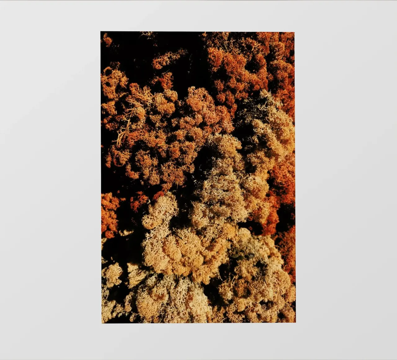 Abstract Plant Textures pellicola backlit da Sebastian Hilgetag