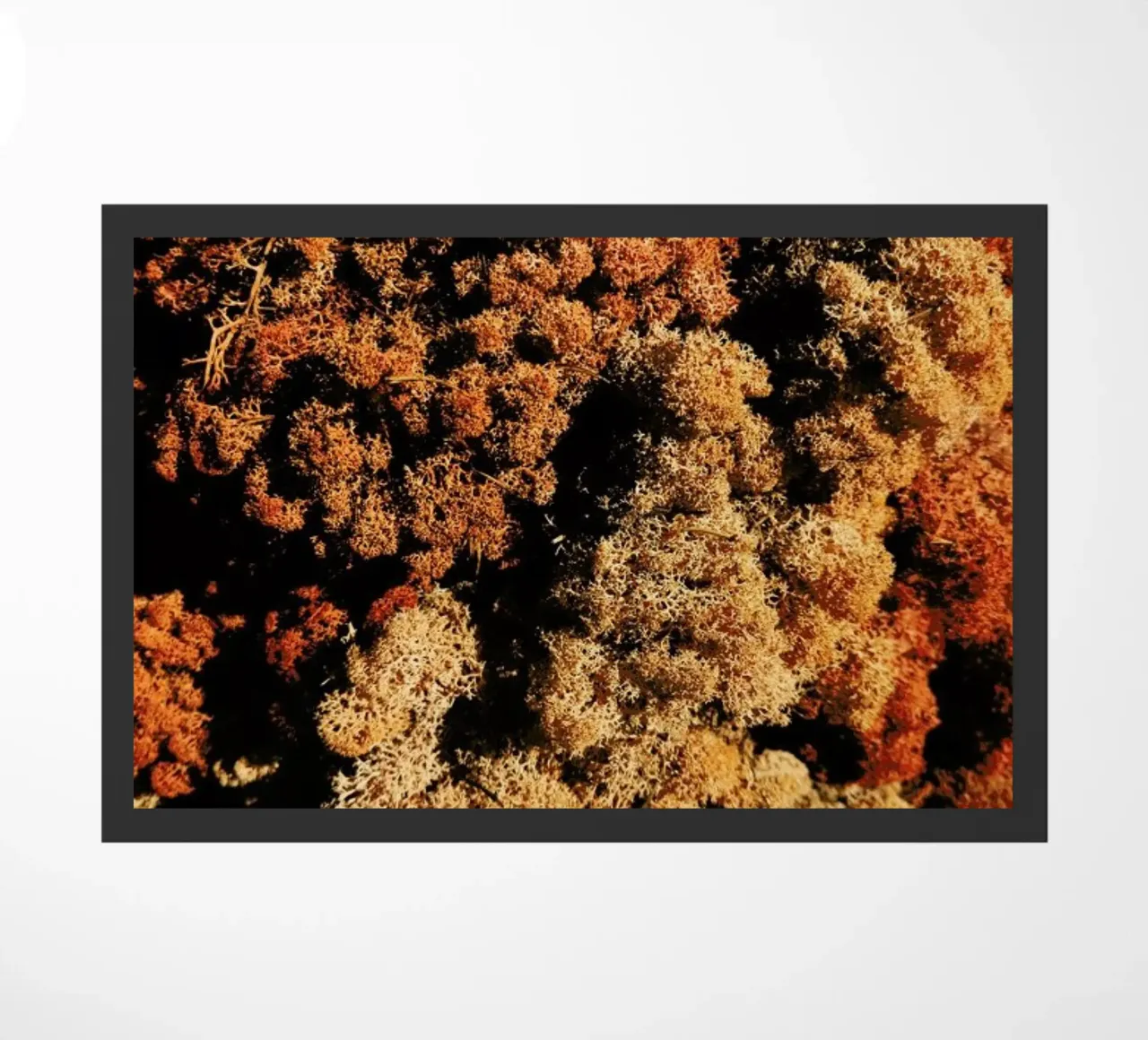 Abstract Plant Textures zerbino da Sebastian Hilgetag