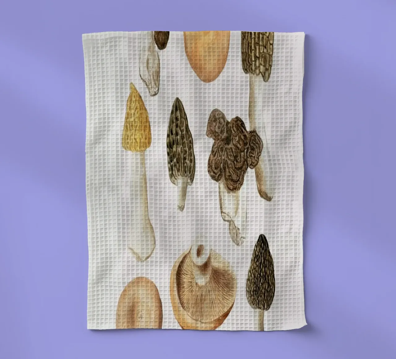 Anselmus Boëtius de Boodt - Morels canovaccio da cucina da Vintage by JUNIQE