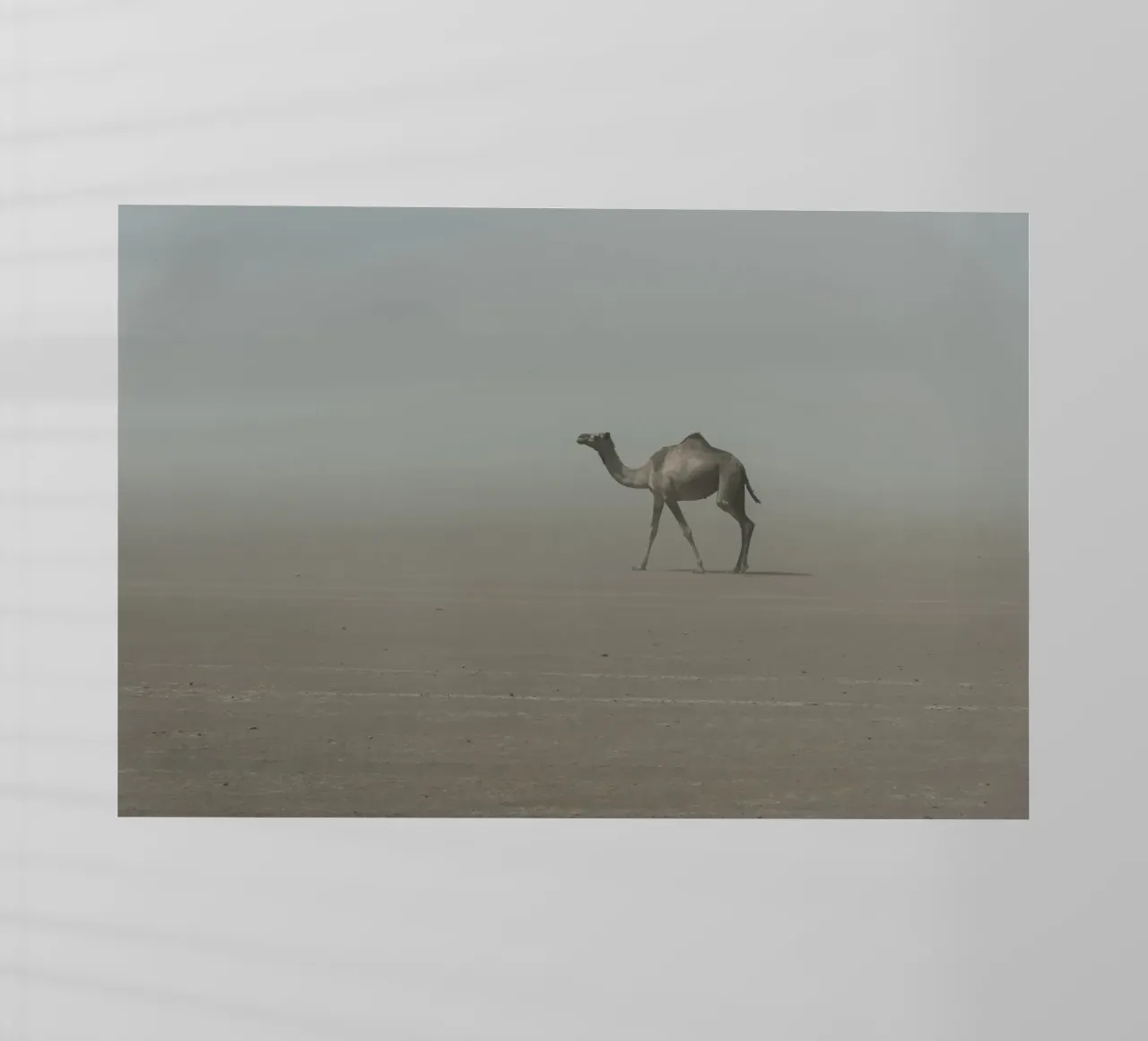 Camel pellicola backlit da photolovers