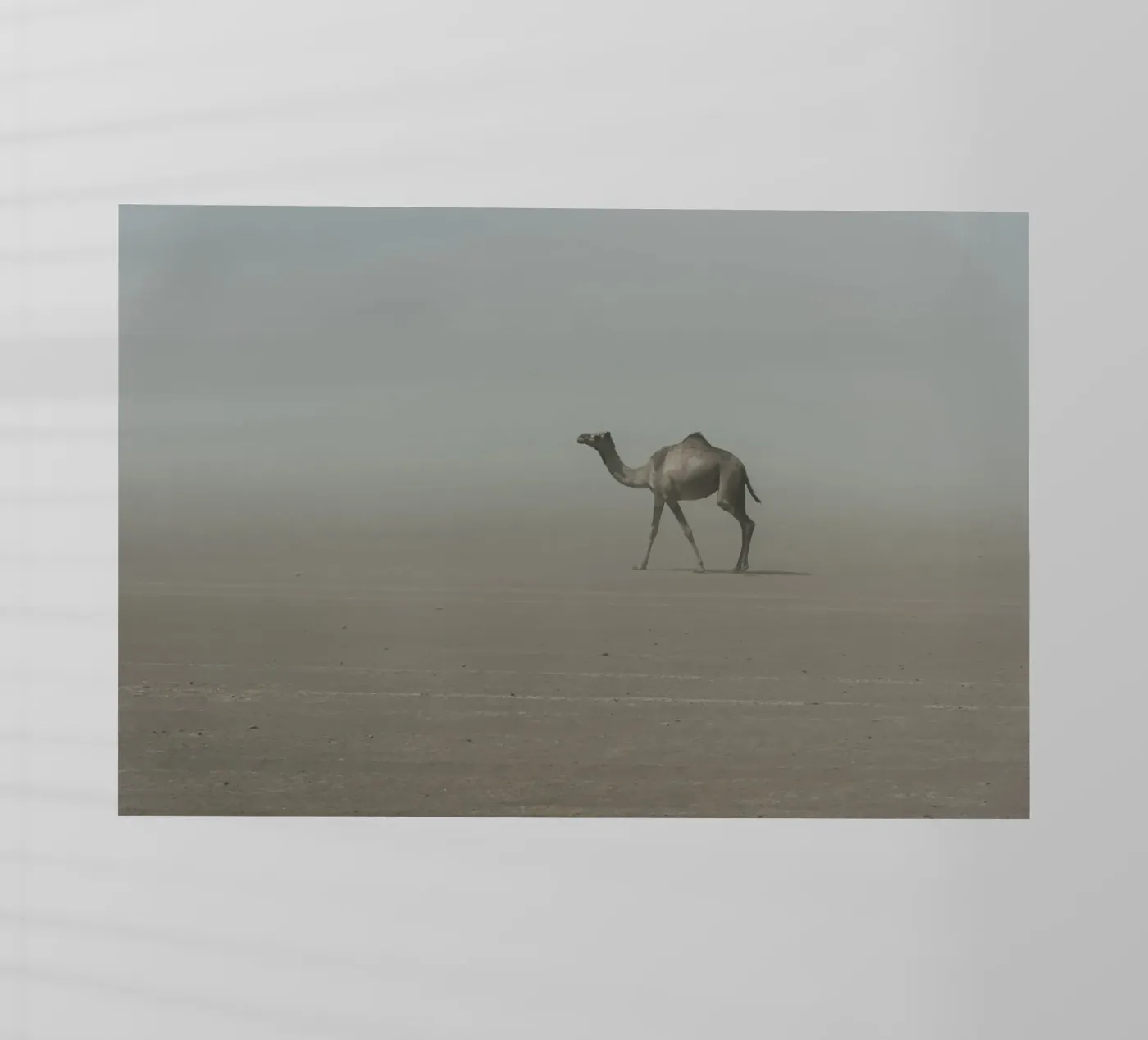 Camel pellicola backlit da photolovers