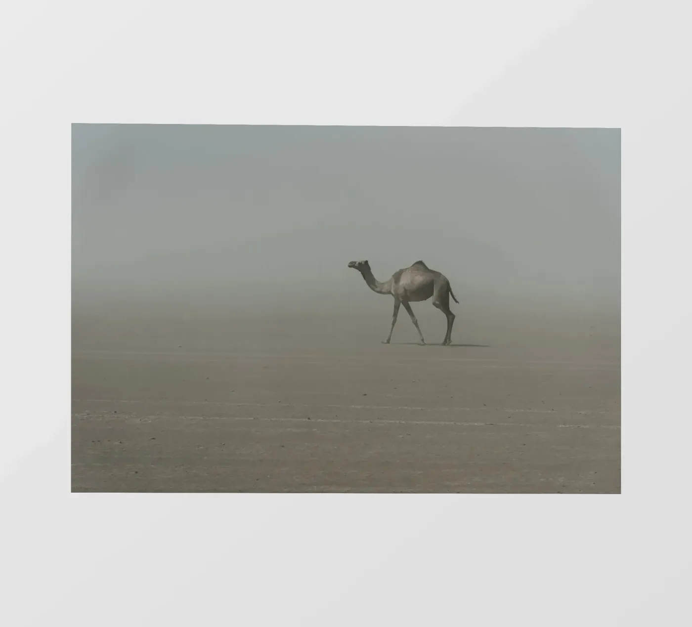 Camel pellicola backlit da photolovers