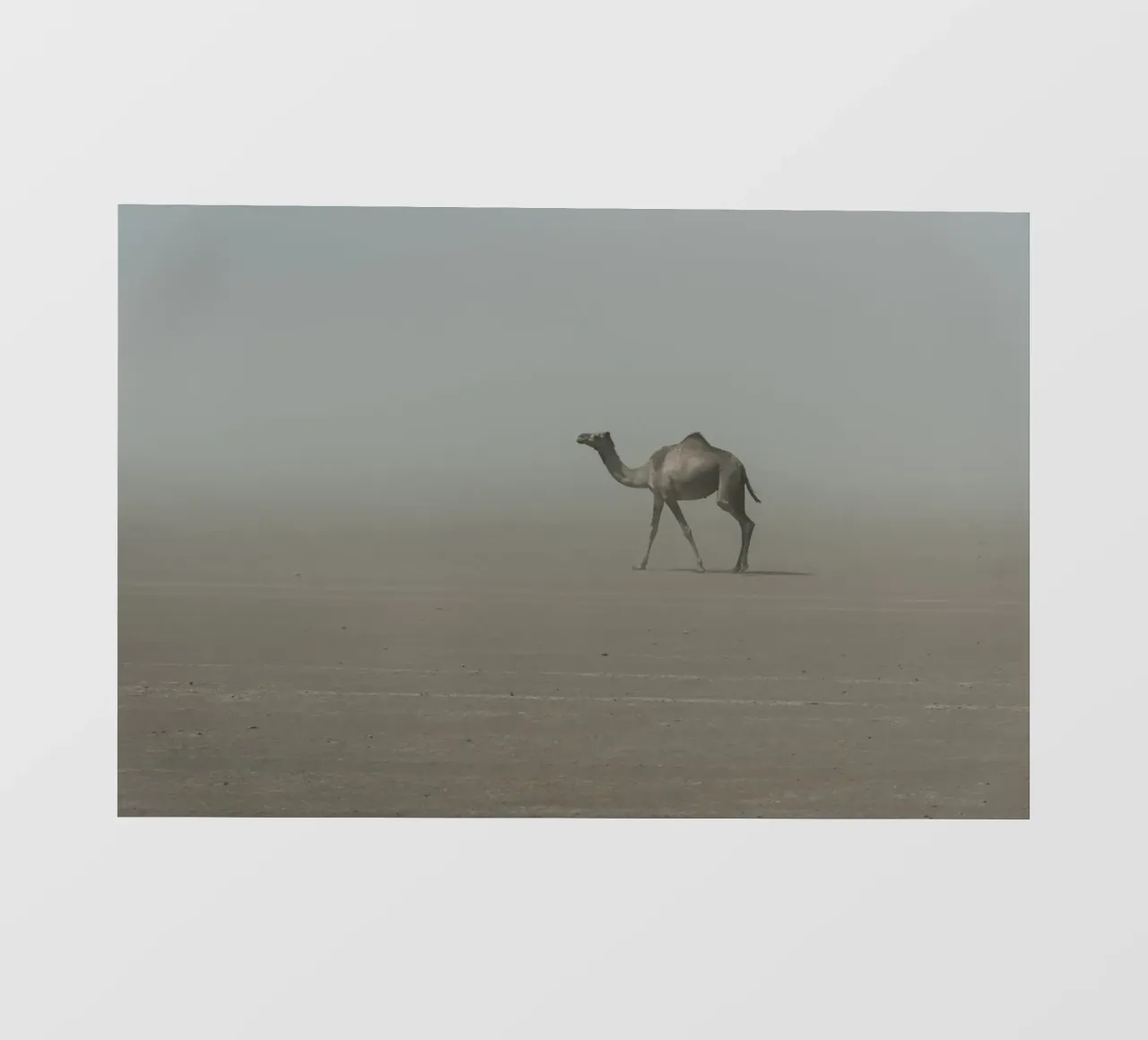 Camel pellicola backlit da photolovers