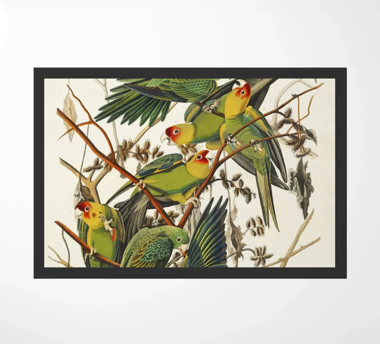John James Audubon - Pappagallo della Carolina (1827) zerbino da Wirla