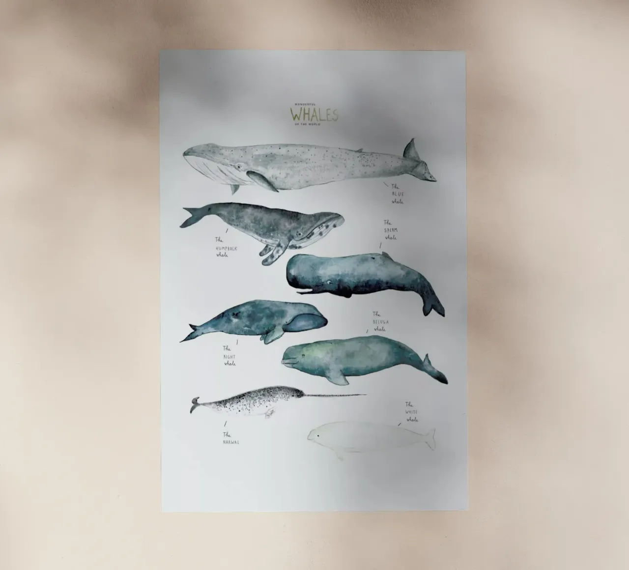 Whale Types pellicola backlit da Isabelle Vandeplassche