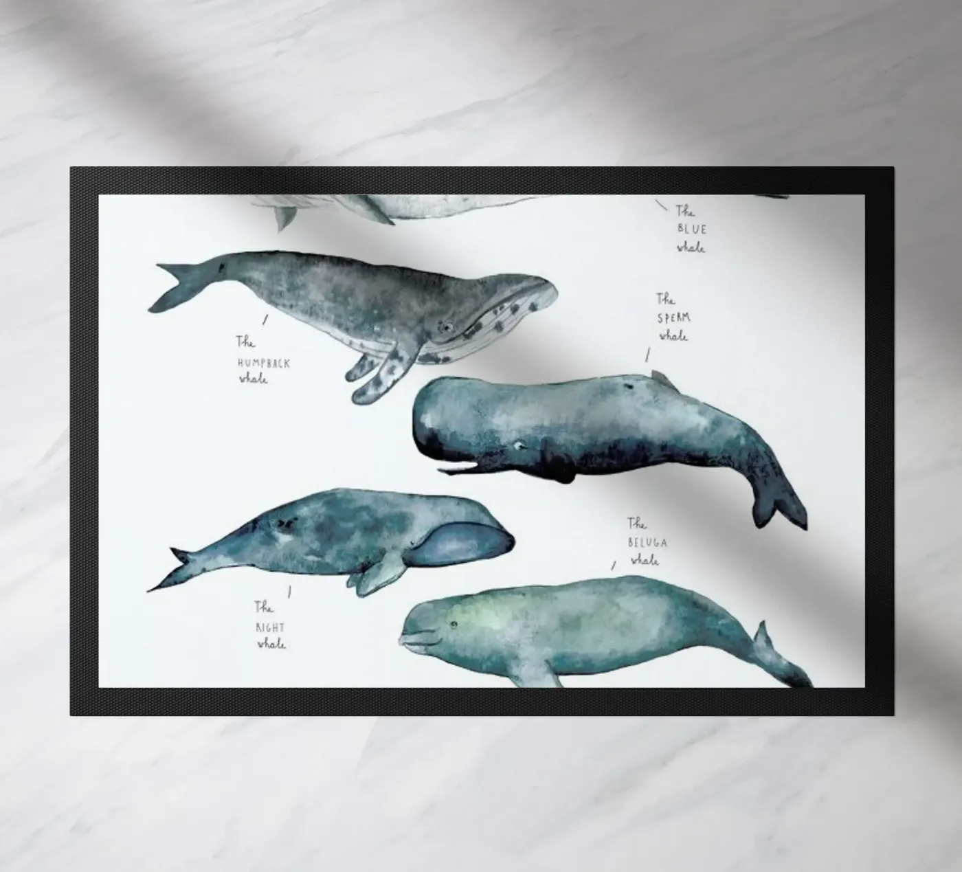 Whale Types zerbino da Isabelle Vandeplassche