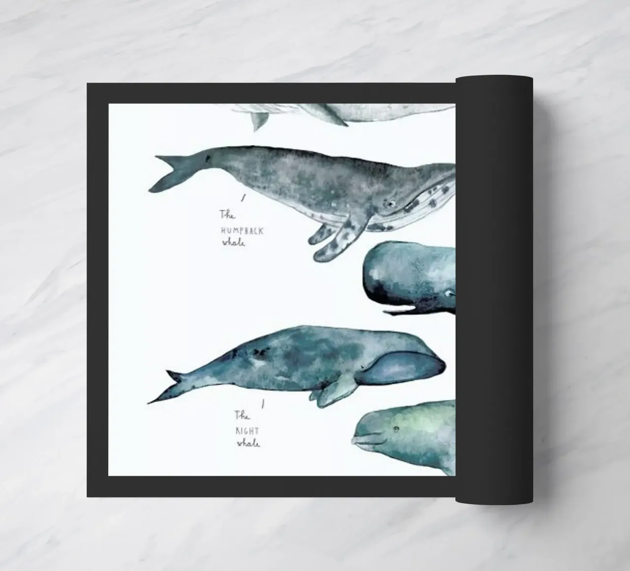 Whale Types zerbino da Isabelle Vandeplassche