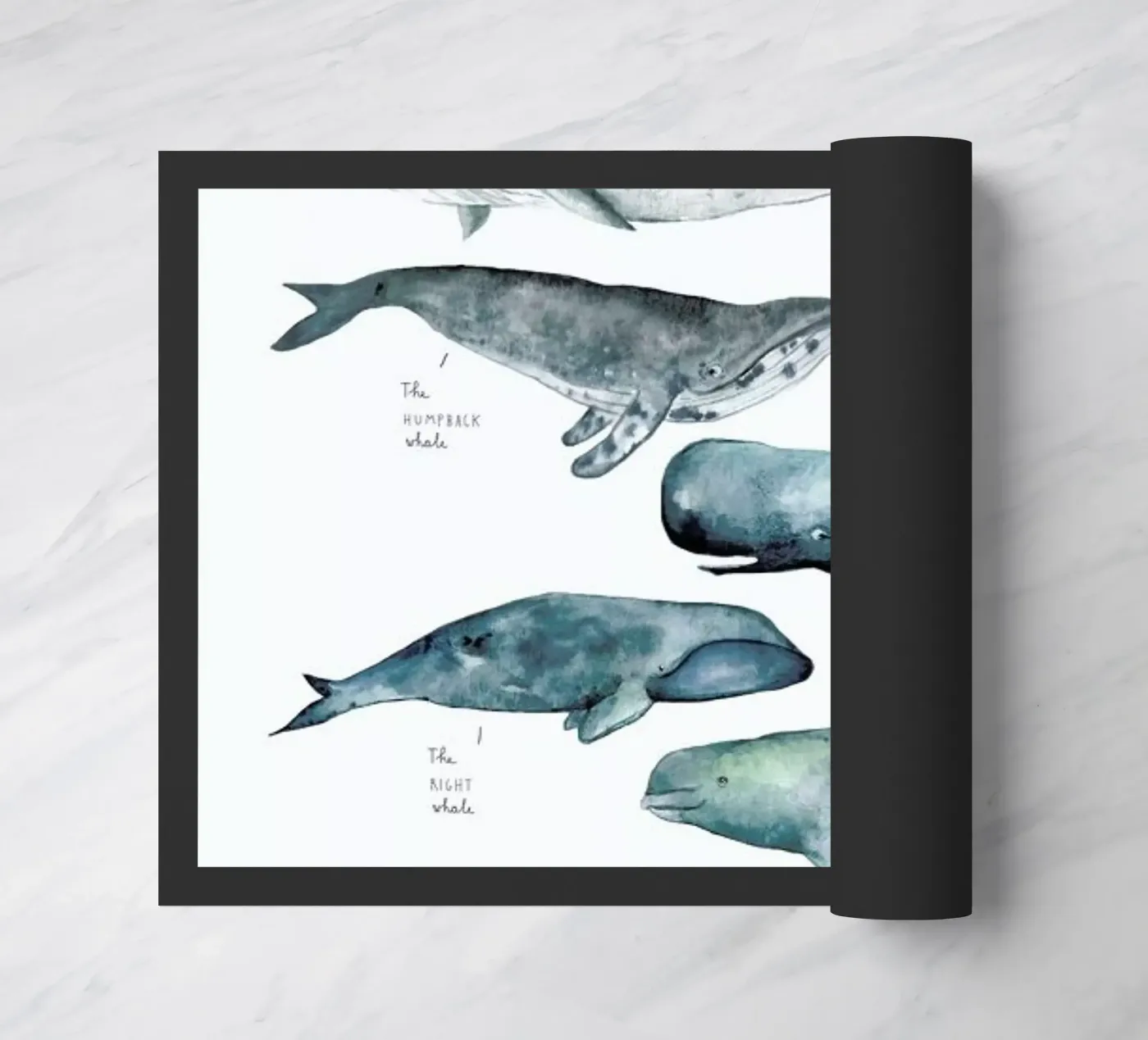 Whale Types zerbino da Isabelle Vandeplassche