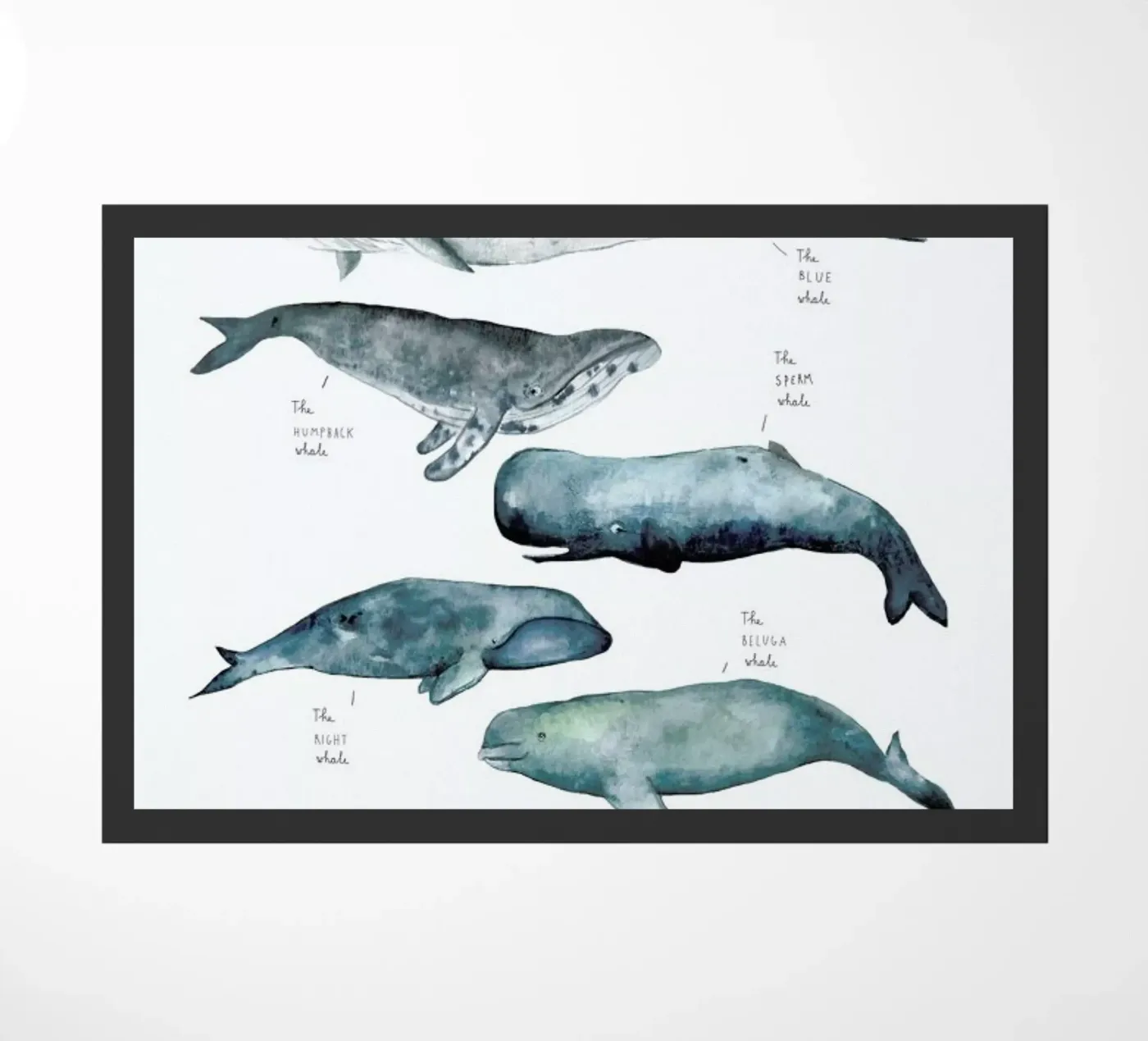 Whale Types zerbino da Isabelle Vandeplassche