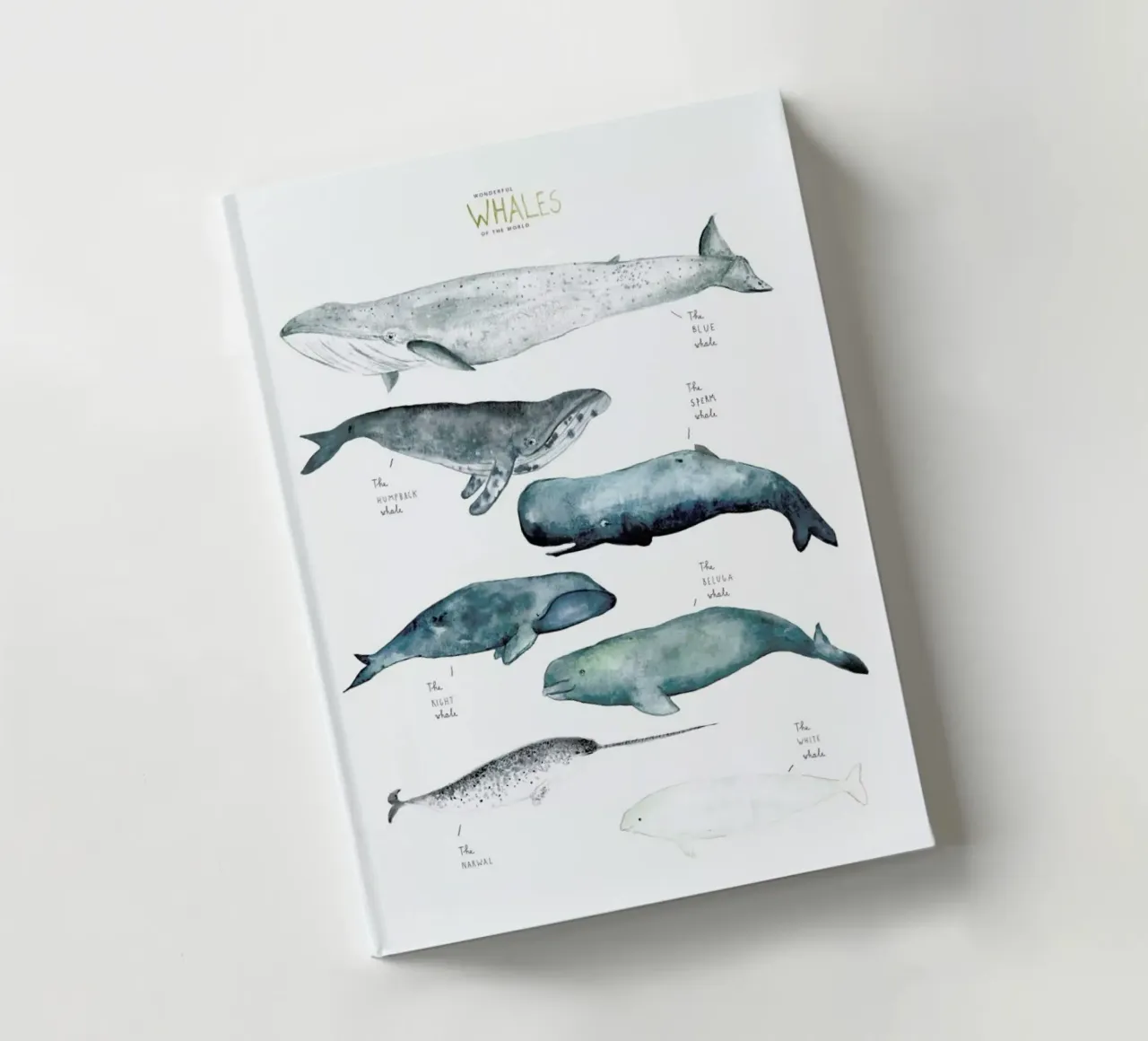 Whale Types notebook by Isabelle Vandeplassche