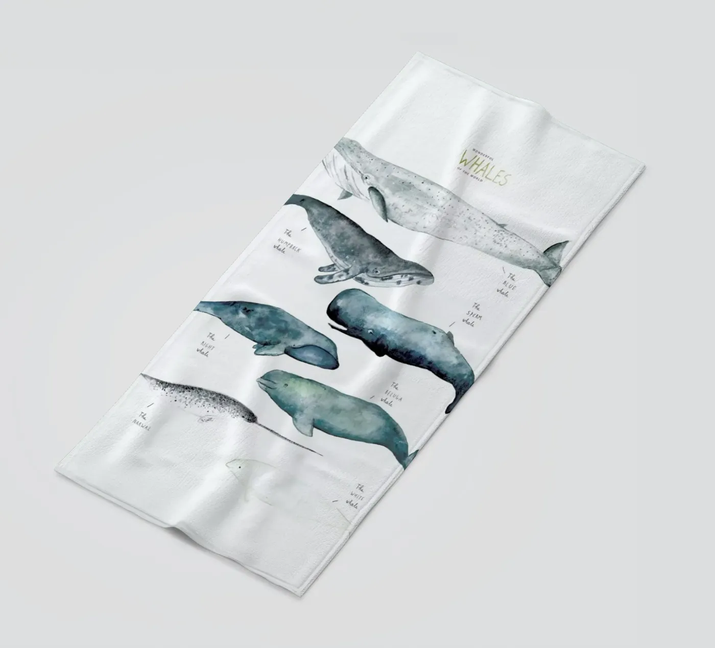 Whale Types telo mare da Isabelle Vandeplassche