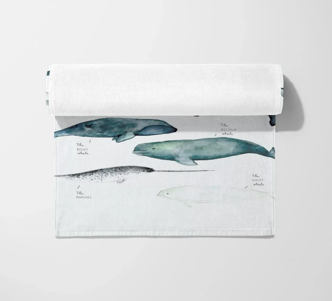 Whale Types telo mare da Isabelle Vandeplassche