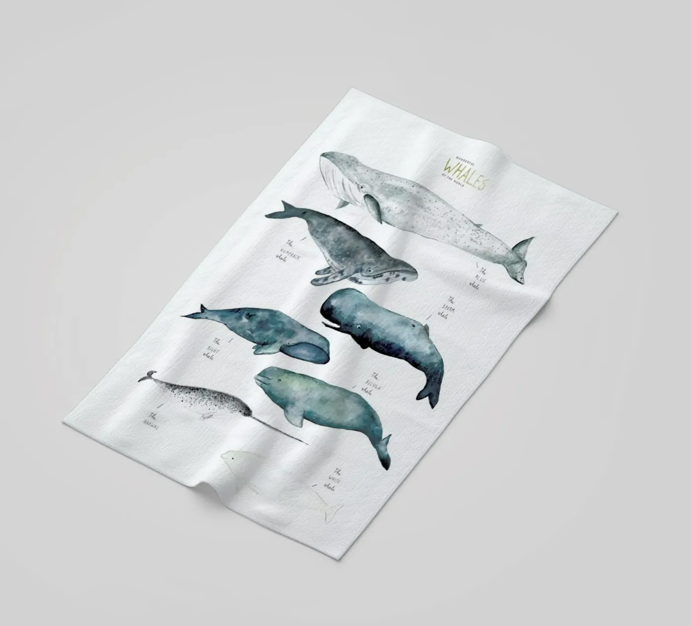Whale Types telo mare da Isabelle Vandeplassche